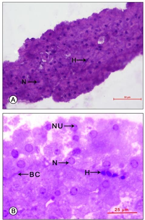 Figure 1: Light micrograph of mandibular organ of Travancoriana schirnerae during pre-reproductive phase (July). (A) Mandibular organ composed of compactly packed cells without cord-like arrangement. (B) Gland cells at higher magnification showing spherical nuclei with nucleoli and narrow capillaries enclosing a few hemocytes. BC: Blood capillary; H: Hemocytes; N: Nucleus; NU: Nucleolus. Reproductive phase: The gland has a hypertrophied appearance (length 1033.03±127.60 µm and width 597.33±128.54 µm), composed of a heterogenous population of cells. At the point of attachment to the adductor muscle of the mandible, the organ was composed of compactly packed rectangular cells (type I cells-17.61±1.63 µm) arranged in cords. Their large spherical nuclei (6.25±1.04 µm) were eccentric in position, mostly shifted towards the apical region of the