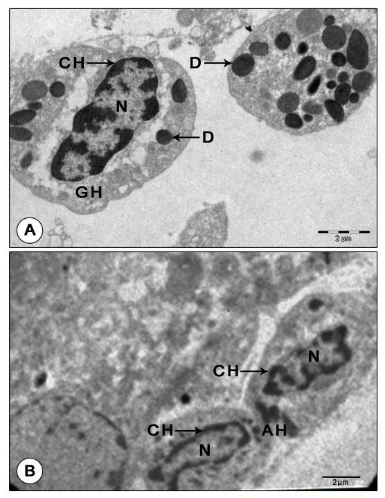 Figure 6: Granular and agranular hemocytes in mandibular organ during pre-reproductive phase. (A) Granulocyte with electron Dense granules. (B) Agranular hemocytes in a blood capillary adjoining the gland cells. AH: Agranulocyte; CH: Chromatin; D: Dense granule; GH: Granulocyte; N: Nucleus Reproductive phase: Transmission electron microscopic observations revealed that the organ cells showed remarkable changes during the reproductive phase. The MO cells were in their highest state of activity, characterized by the presence of large spherical nuclei and abundant cytoplasm with numerous giant, unusually dense, polymorphic mitochondria, RER, SER, Golgi complexes, free ribosomes and secretory granules. The abundant cytoplasm was filled with extraordinarily hypertrophied, dense, unusual shaped: elongate, ring, cup, rod, dumbbell or C- shaped mitochondria (up to 2 µm). Concentric rings of mitochondria arranged one inside the other were perceptible in some gland cells. These mitochondria were densely packed with transverse tubular cristae (Figures 7A-C). Proliferation of cristae was evident in some hypertrophied mitochondria (Figure 8A).
