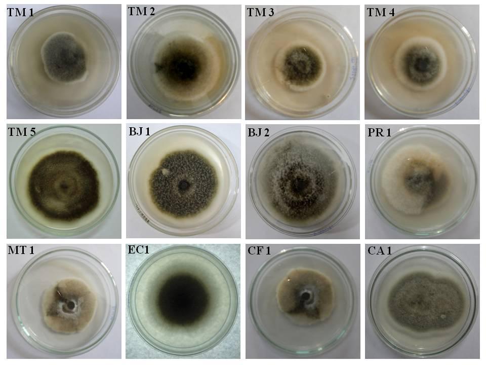 Figure 1: Colony morphology of different Alternaria alternata isolates on PDA plates.