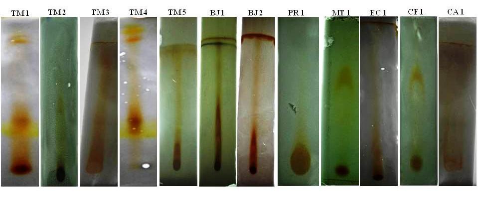 Figure 3: TLC analyses of metabolite samples extracted from different isolates of Alternaria alternata.