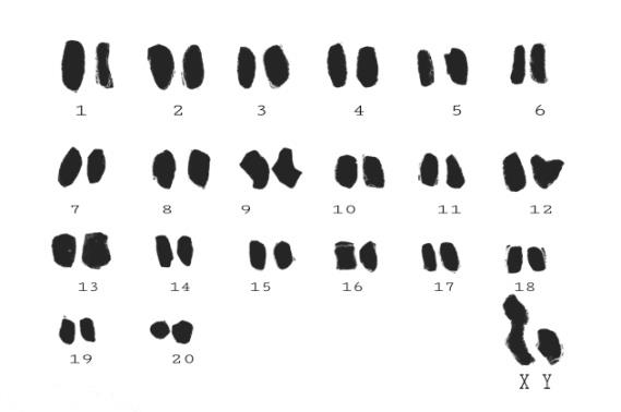 Figure 1: karyotype of non-treated albino rats.
