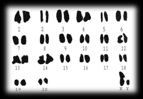Figure 2: Karyotype of albino rats treated with Taxol.