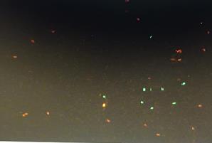 Figure 1: SYBR-14 / PI image of ferulic acid 100 μM group.