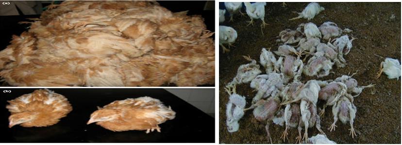 Figure 1: Clinical signs (severe depression and high mortality) of Gumboro disease from the farm [23].