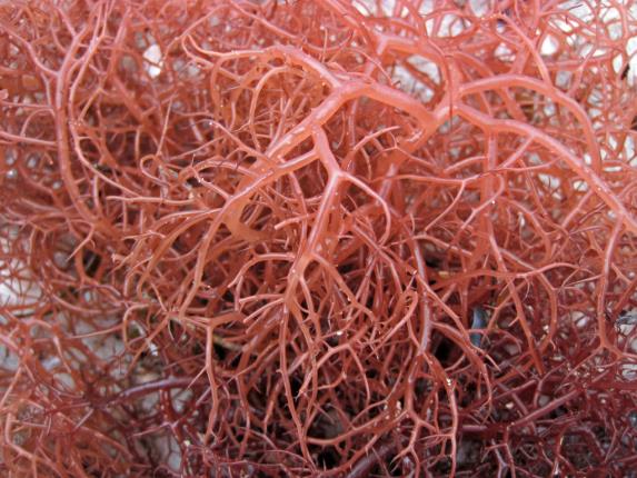 Figure 12: Gracilaria tikvahiae Red Seaweed. (Source: Flickr)