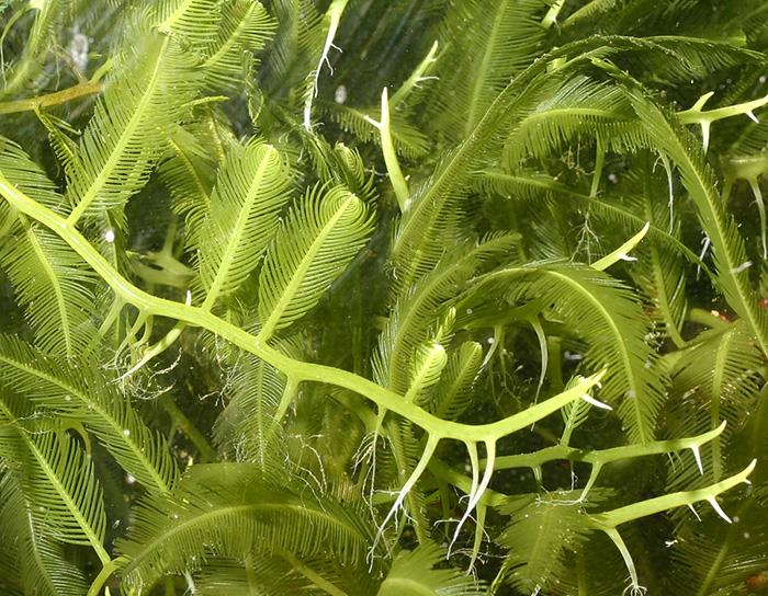 Figure 15: Caulerpa Mexican. (Source: Reefs.com)