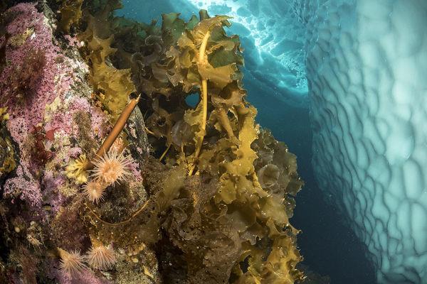 Figure 4: Saccharina latissima or sugar kelp. (Source: Nature Picture Library)