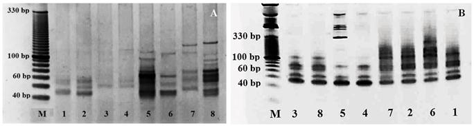 Figure 2: PCR amplification profiles generated with miR156b-F/miR-R (A) and miR408a-F/miR-R (B) primers pair in flax genotypes from 1 - Tunisia (intermediate type), 2 - Ethiopia, 3 - Afghanistan, 4 - India, 5 - China, 6 - Tunisia (linseed type), 7 - Morocco, 8 - Portugal. Because most of the microRNA molecules play important role in the regulation of developmental processes, we were interested in the profile activity of miRNA not only during different developmental stages but also in various plant tissues. For these purposes were selected two categories of conserved miRNA families miR156 and miR168. The genomic analyzes have been carried out under different development stages and various organs and tissues (flower buds, flowers, bolls, leaves, seeds). Samples for analyzing polymorphism were taken from buds, flowers petals and bolls in the following phenological stages: buds, flowers petals and bolls.