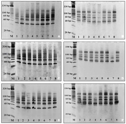 Figure 4: PCR amplification profiles generated by primers pair miR156b-F/miR-R and miR168a-F/miR-R across buds tissues (A and B), flowers petals tissues (C and D) and bolls tissues (E and F). Legend: M - 10 bp DNA Ladder Invitrogen, 1- Amon, 2- Libra, 3- Raciol, 4- Lin 225, 5- Bolley Golden, 6- Currong, 7- Mermilloid, 8- Eyre. DNA-based molecular markers are an integral part of the evaluation and assessment of Genomic significance of plant genetic resources. Our results confirmed the stability, polymorphism, functionality and transferability potential of miRNA-based markers, for genotyping analyses, which corresponds to the results of several studies of Fu et al. (2013), Yadav et al. (2014), Mondal and Ganie (2014) and Ganie and Mondal (2015) [4,6-8]. Success of transferability of these type of markers relies on the fact that since these markers are derived from the sequences of mature miRNAs, the high degree of cross- transferability across the genera is expected [7]. Our observations have also supported the role of miRNA molecules as potential biomarkers of abiotic stress [17]. This indicated a highly efficient miRNA-based marker system offers a wide range of applications in agricultural research. DNA-based molecular markers are an integral part of the evaluation and assessment of genomic significance of plant genetic resources. Our results confirmed the stability, polymorphism, functionality and transferability potential of miRNA-based markers, for genotyping analyses, which corresponds to the results of several studies of Fu et al. (2013), Yadav et al. (2014), Mondal and Ganie (2014) and Ganie and Mondal (2015) [4,6-8]. Success of transferability of these types of markers relies on the fact that since these markers are derived from the sequences of mature miRNAs, the high degree of cross-transferability across the genera is expected [7]. Our observations have also supported the role of miRNA molecules as potential biomarkers of abiotic stress [17]. This indicated a highly efficient miRNA-based marker system offers a wide range of applications in agricultural research.