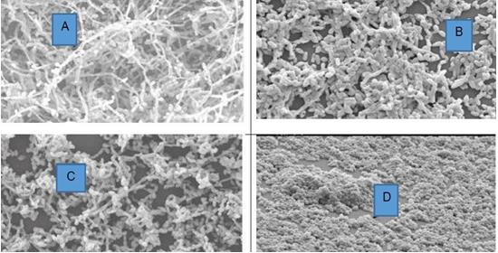 Figure 2: Scanning electron microscopy (SEM) images of 24 h Candida biofilm growth.