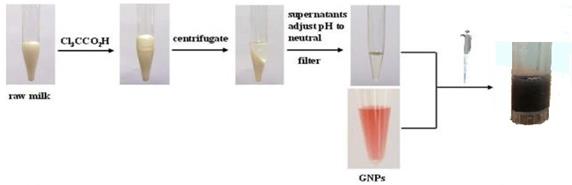 Figure 1: Schematic representation of the analytical process for determining urea in raw milk.
