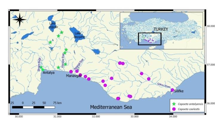 Figure 1: Distribution of the Capoeta antalyensis and C. caelestis based on specimens examined in this study.