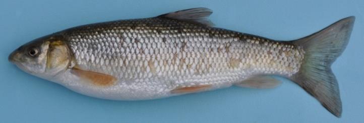 Figure 2: Capoeta antalyensis, Antalya, stream Karaman. • Distribution