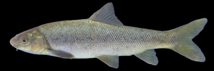 Figure 4: Capoeta damascina, Gaziantep, Orontes River, stream Karasu.