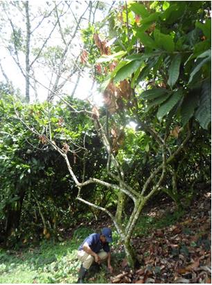 Figure 1: Tree with advanced symptoms of Rosellinia spp.