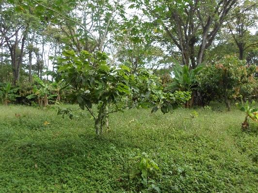 Figure 2: View of patches without cacao trees after the attack of Rosellinia spp. In the center it observes one survive tree.