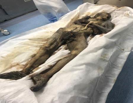 Figure 4: A decomposed body.