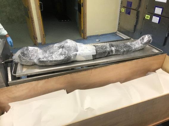 Figure 8: Condition of the cling-wrapped subject at Day 14.