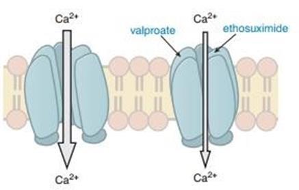 Figure 5: anti-epileptic drugs enhanced Ca+2 channel inactivation. • Potassium Channels γ-Aminobutyric acid **1** (GABA) is recognized as the main inhibitory neurotransmitter in the cerebral cortex. GABA is formed within GABA-ergic axon terminals by decarboxylation of glutamic acid by glutamic acid decarboxylase (GAD) to GABA. It is released into the synaptic junction and then acts at one of two types of GABA receptors: GABAA receptors and GABAB receptors. The GABAA receptors are ligand-gated ion channels that