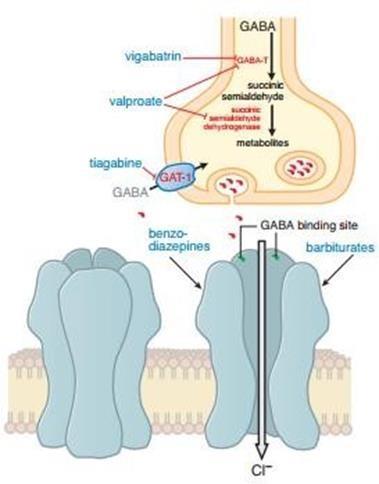 Figure 6: Enhanced GABA synaptic transmission_._