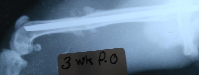 Figure 7: Radiographic image end of the third week p.o. revealed increase in volume and density of the callus formation, with sclerotic area at the fracture line.
