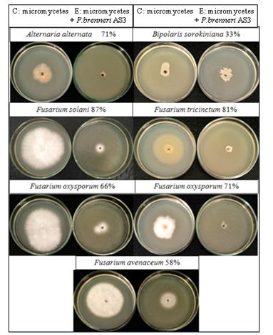 Figure 1: antagonistic effect produced. On the left, a medium with micromycetes without bacterial growth of P. brenneri AS3 was used as a negative control (C); right experience (E).