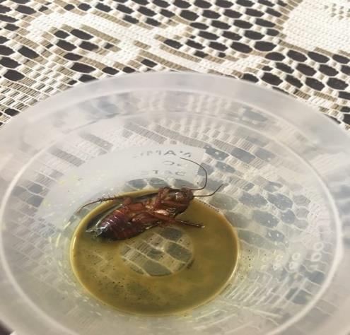 Figure 4: Direct effect of Cockroach.