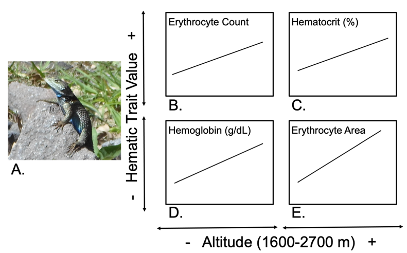 Figure 3: Blood values observed in Sceloporus torquatus, note the linear increase at higher altitude greater blood trait. Source: Original creation based on data from González-Morales, et al. [14].