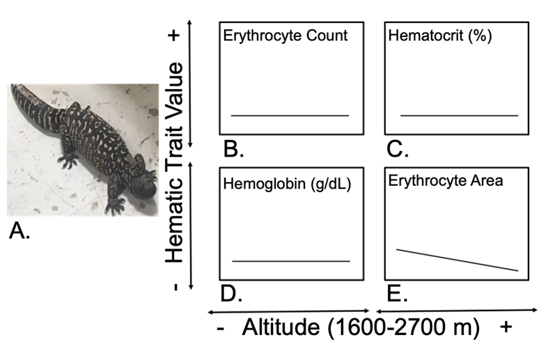 Figure 5: Blood values observed in Heloderma horridum, note that there is no relationship between values and altitude. Source: Original creation based on data from Guadarrama, et al. [19].