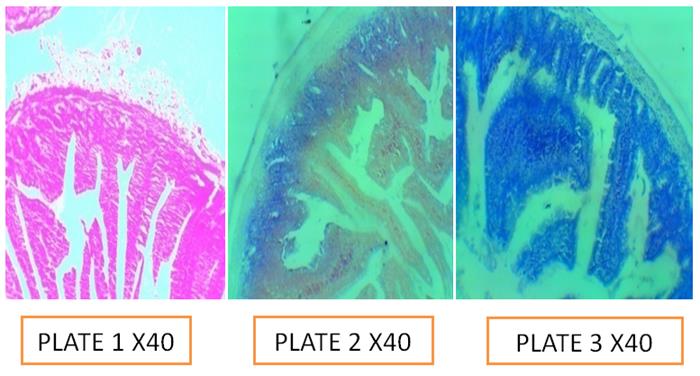 Figure 8: Plate 1: Control; Plate 2: pH 5.0; Plate 3: pH 7.5.