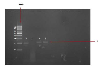 Figure 7: A positive Agar Gel band showing identified amp icon for Lactobacillus cosei from BKT isolates (200bp). L-ladder; Line 1 (Lactobacillus Cosei) Line 2 (isolates from PIGGUT) Line 3 and 4 controls for Lactobacillus cosei.