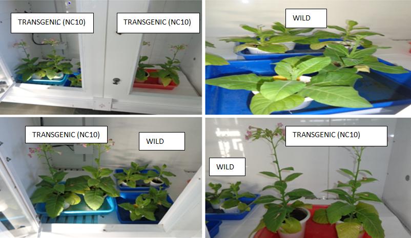 Figure 1: Elevated temperature (32°C) and carbon dioxide (500ppm), transgenic plants with more biomass and height capturing more carbon dioxide from their environment.