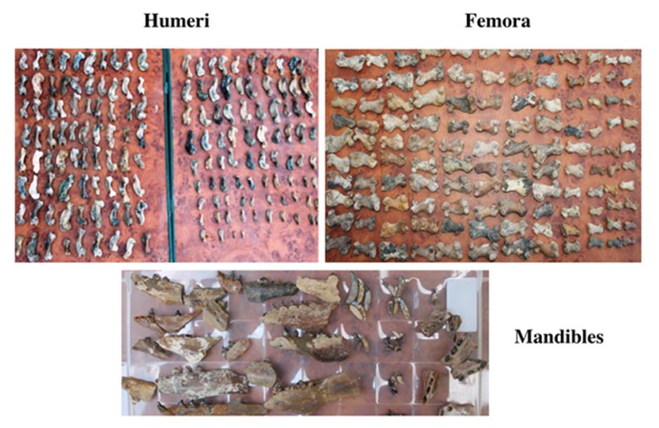 Figure 3: Example of numerous dissociated seal bones. Illustration of dissociated seal mandibles, humeri, and femora, the most commonly found fossil remains of the Family Phocidae. (Photos courtesy of Pilipenko and Goldin).
