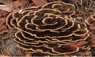 Figure 2: Trametes versicolor (Photographs taken by Robert Chapman, Locality: USA, Arizona, Chiricahua Mountains, hosted by http://mycoportal.org).