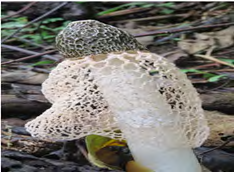Figure 3: Its food and medicinal value are however much appreciated in the far eastern countries such as China where it grows on the wet roots of bamboo groves and in forests. Its common local names mainly in China and Japan include bamboo mushrooms, bamboo pith, long net stinkhorn, crinoline and stinkhorn basket, but perhaps the names most vividly associated with the morphologically distinctive feature of the fungus are bridal veil fungus, veiled lady or queen of the mushrooms [48].