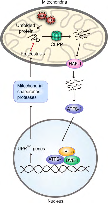 Figure 1: Courtesy ref no-74.Mitochondrial unfolded protein response (UPRmt) characterized in  Caenorhabditis elegans, where unfolded or misfolded proteins are degraded by the CLPP protease in the mitochondria and the cleaved products are exported to the cytosol through the HAF-1 peptide exporter. These peptides serve as a signal for activation of transcription factor (ATFS1). Subsequently, ATFS1 activates UBL-5 to form a complex with transcription factor DVE-1 to transcriptionally activate UPRmt  genes. This results in the synthesis of mitochondrial chaperones and proteases, reactive oxygen species (ROS) detoxification enzymes, and mitochondrial protein import components, which aim to preserve the function of healthy mitochondria and recover activity in dysfunctional ones.