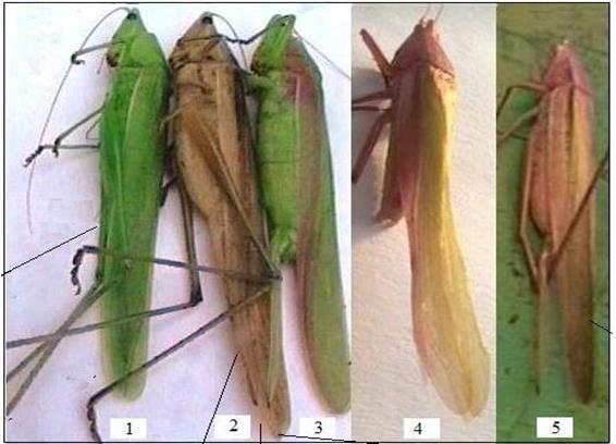 Figure 1: The key five colour forms of R. differens: 1: Green; 2: Brown; 3: Purple-striped green; 4: Purple- suffused green; 5: Purple-suffused brown Matojo and Yarro, et al. [13]. Paired Male Metathoracic Flaps: Also, Ruspolia differens has a unique sex dimorphism in which males have a smaller body size with longer antennae and a distinct pair of active tongue-like metathoracic flaps (Figure 2) whereas the females have a corresponding pair of vestigial metathoracic nodules.