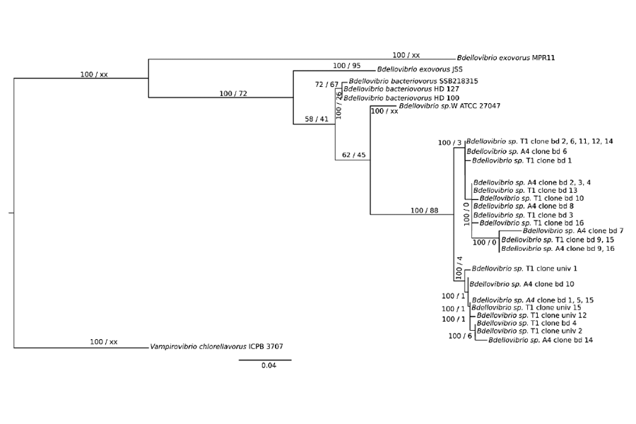 Figure 1: Phylogenetic analysis of 16S rRNA of _Bdellovibrio_ clones obtained after Sanger sequencing. Phylogenetic tree was constructed by the maximum likelihood method using PhyML-3.1 and Bayesian inference was conducted with MrBayes 3.2.7.a. Posterior probability (PP) values followed by bootstrap values are added to the left of a node when possible (PP/BS). _Vampirovibrio chlorellavorus_ was used as an out group to root the tree. On the other hand, all clones associated to the preys and also referred to as A4 and T1 were _Pseudomonas sp_. Preys referred to as A5 and A3 were assigned to _Acinetobacter sp_. and _Pseudomonas sp_, respectively, while A5 and A3 predators could not be isolated and identified despite the observation of discrete plaques.