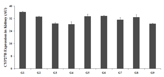 Figure 4: The results suggested that vitamin D3 deficient diet (G2) was found to be 33.29 ± 0.29 AU, which was decreased by 8.3% as compared to the normal control (G1, 36.29 ± 0.36 AU). However, calcitriol treatment (G3) showed significantly decreased kidney CYP27B expression (28.86 ± 0.55 AU) by 13.3% as compared to the G2. G4 group showed significant decreased the kidney CYP27B expression (28.43 ± 1.51 AU) by 14.6% as compared to the G2. G5 showed increased the kidney CYP27B Expression by 17.6% as compared to G4. G7, G8, and G9 groups showed significant decreased expression of kidney CYP27B by 6%, 1.3%, and 13.7%, respectively as compared with the G2, while G6, G7, and G8 showed increased expression of CYP27B by 18.6%, 10.1%, and 15.6%, respectively, as compared with the G4 (Figure 4).
