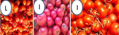 Figure 1: Tomatoes cultivars in Erbil markets (L=local, I=imported).
