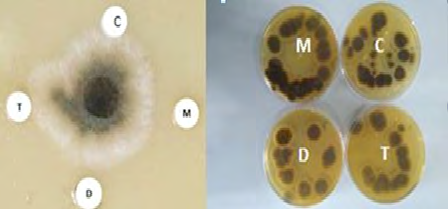 Figure 4: Disc diffusion test of (mint oil=M), (DSE=D), (thyme oil=T) and (n-hexane=C) against A.alternata. The comparison test by expermantaly infected tomatoes(_invitro_) showed the same results.Mint oil caused an absolute disappearance of _Alternaria_ growth on infected fruits (inhibition= 100%). (Figure 5-M). Thyme oil (Figure 5-T) showed low antifungal activity rate (33% inhibition) in compare with DSE (66%) (Figure 5-D).