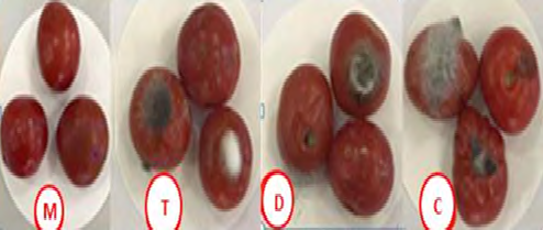 Figure 5: Antifungal activity of (mint oil=M), (thyme oil=T), (DSE=D), and (n-hexane=C) against A.alternata in artificially infected fruits.