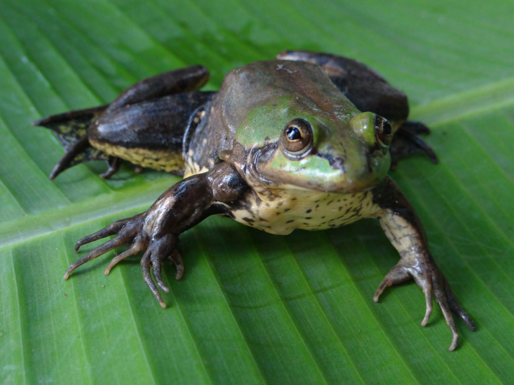 Figure 1: Malformations in Pseudis paradoxa from Eastern Amazon, Amapá. Individual with ectrodactyly and polymelia on its right limb.