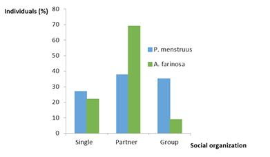 Figure 4: Proportion of individuals of P. menstruus and A. farinosa in different types of social organization.