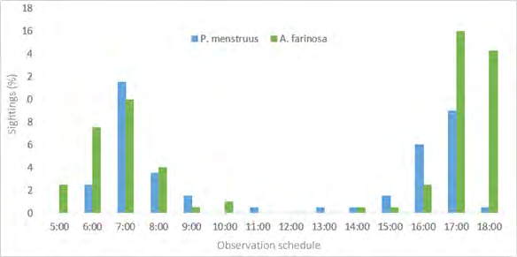 Figure 6: Proportion of individuals of P. menstruus and A. farinosa sighted every hour between 05:00 and 18:00 in five months of sampling in the study area.