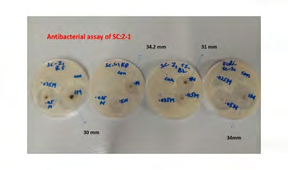 Figure 8: Punching of wells in agar plates.