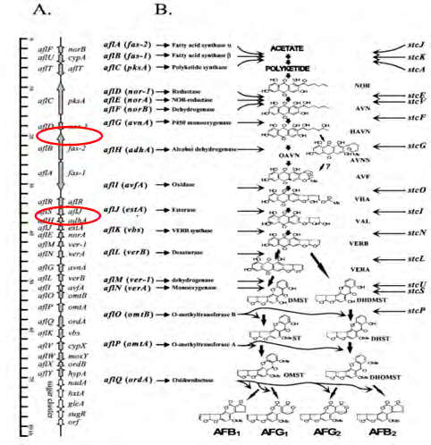Figure 1: A: Clustered Genes; B: The Aflatoxin Biosynthetic Pathway.