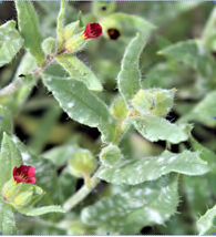 Figure 4: Golovinomyces cynoglossi (Wallr) VP Heluta on Nonea caspica (Willd) G Don.
