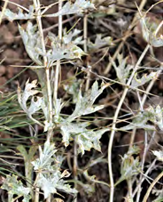 Figure 5: Leveillula taurica (Lév) G Arnaud on Lagochilus platycalyx Schrenk.