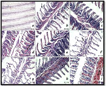 Figure 1: Histological biomarkers in gills of Cyprinus carpio L. under the action of thiamethoxam, H&E [18]. a: Normal histological structure, x200 b: Lamellar lifting at a concentration of 6.6 mg / L thiamethoxam, x400 c: Edema at a concentration of 6.6 mg / L thiamethoxam, 400x d: Proliferation of glandular cells and epithelium at a concentration of 10 mg / L thiamethoxam, x400 e: Fusion of secondary lamellae at a concentration of 20 mg / L thiamethoxam, x400 f: Degeneration of the covering epithelium at a concentration of 10 mg / L thiamethoxam, x400 g: Degeneration of secondary lamellae at a concentration of 10 mg / L thiamethoxam, x400 h: Vasodilation in the secondary lamellae at a concentration of 6.6 mg / L thiamethoxam, x400 i: Vasodilation of the underlying sinus at a concentration of 6.6 mg / L thiamethoxam